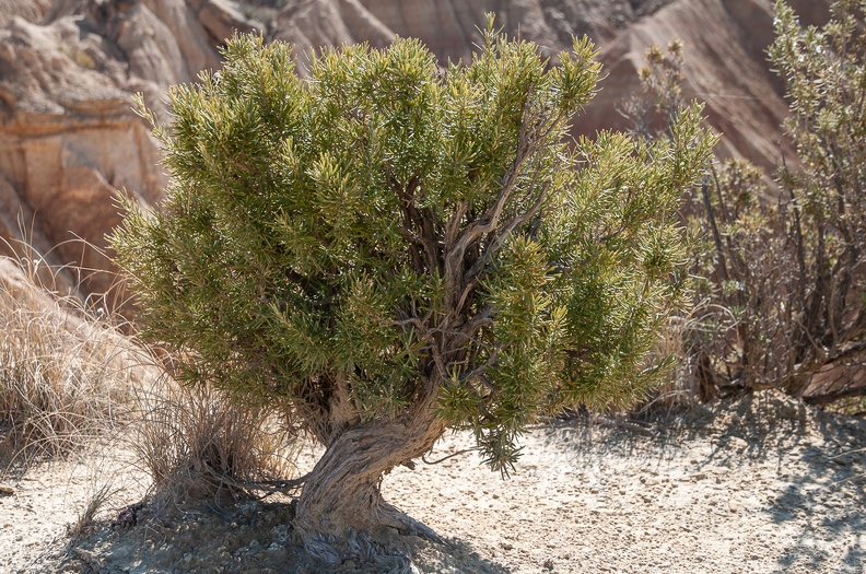 Arbre nanifié